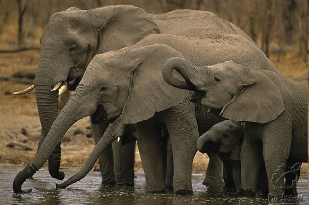 Сколько весит слон
