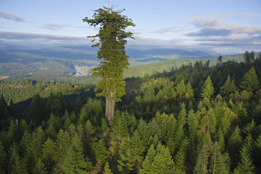 Самые высокие деревья на Земле