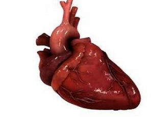 Профилактика заболеваний сердца